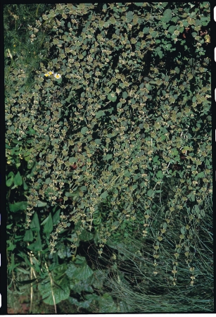 Picture for category Horehound