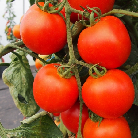 Picture for category Tomato
