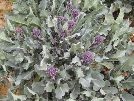 Picture for category Organic Broccoli