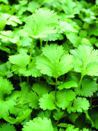 Picture for category Organic Coriander