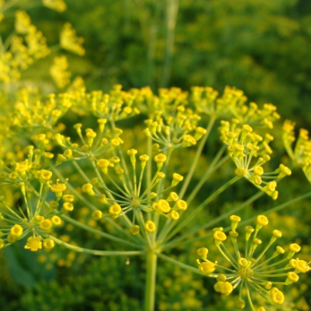 Picture for category Rue