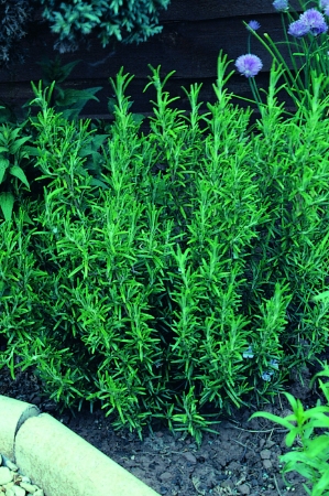 Picture for category Rosemary