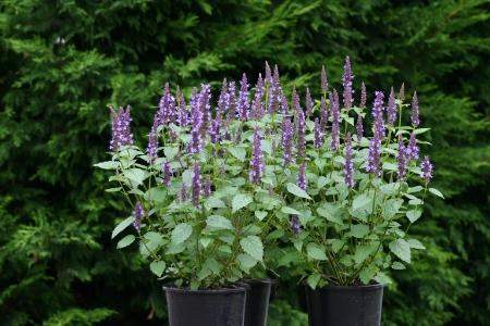 Picture for category Agastache