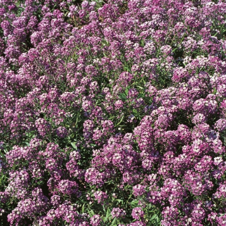 Picture for category Alyssum