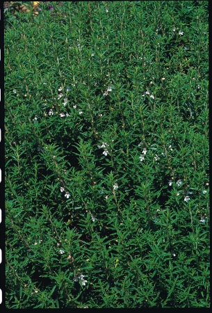 Picture for category Savory