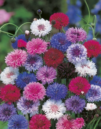 Picture for category Cornflower