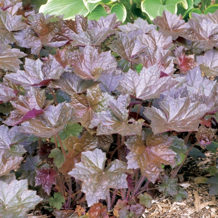 Picture for category Heuchera