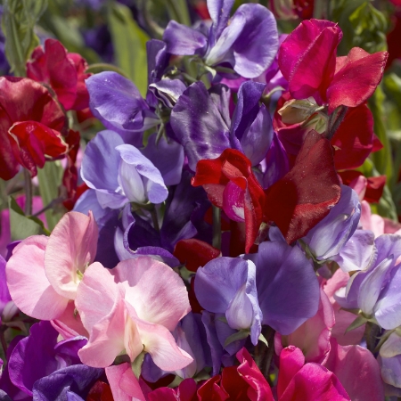 Picture for category Lathyrus