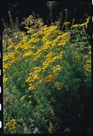 Picture for category Tansy