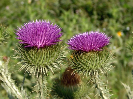 Picture for category Onopordon