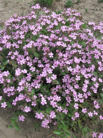 Picture for category Saponaria