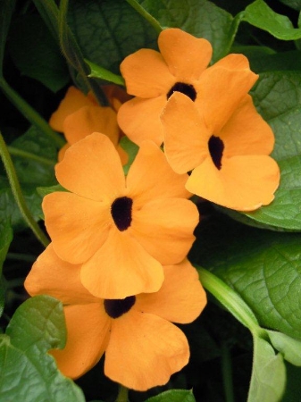 Picture for category Thunbergia