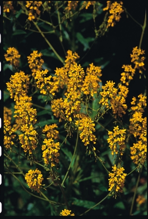 Picture for category Woad