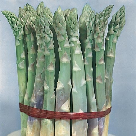Picture for category Asparagus