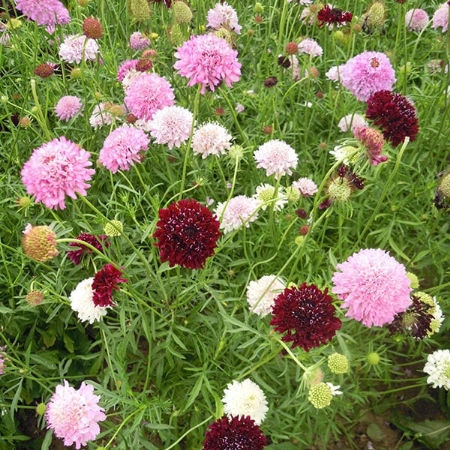 Picture for category Scabious