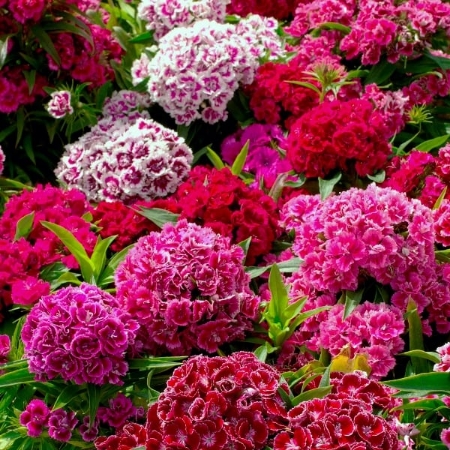 Picture for category Sweet William