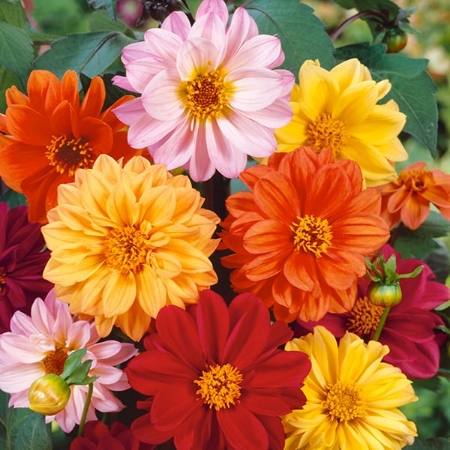 Picture for category Flo C - D