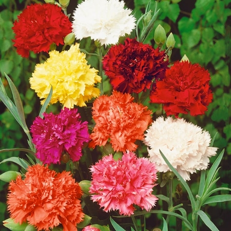 Picture for category Carnation