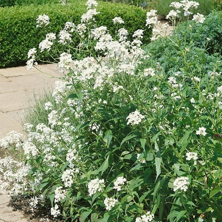 Picture for category Sweet Rocket