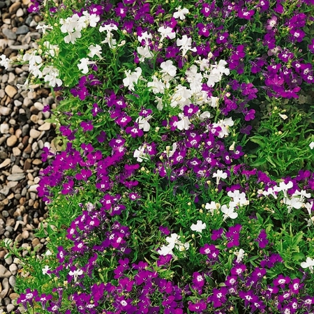 Picture for category Lobelia