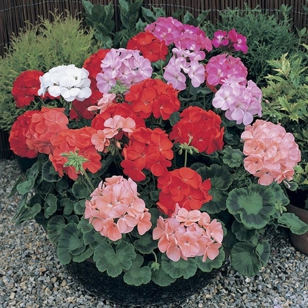 Picture for category Geranium