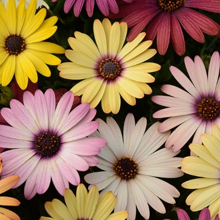 Picture for category Osteospermum
