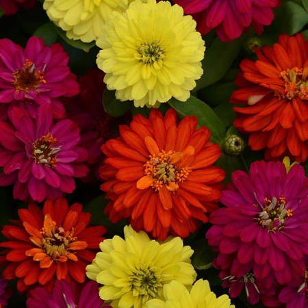 Picture for category Zinnia