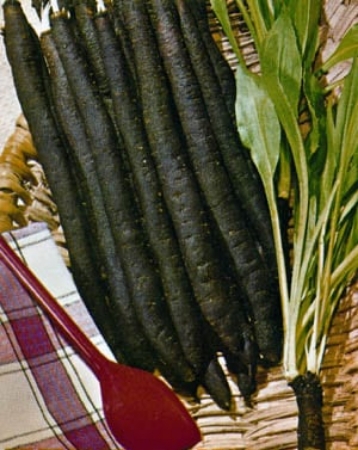 Picture for category Scorzonera