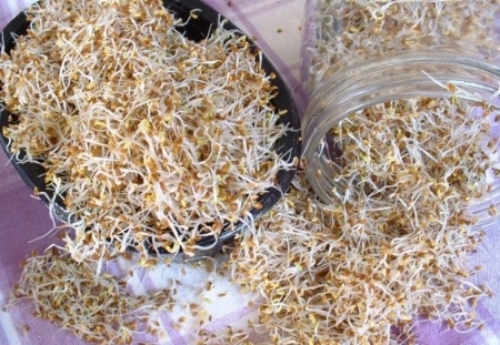 Picture for category Organic Sprouting