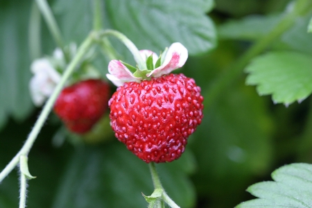 Picture for category Strawberry