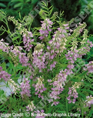 Picture for category Galega