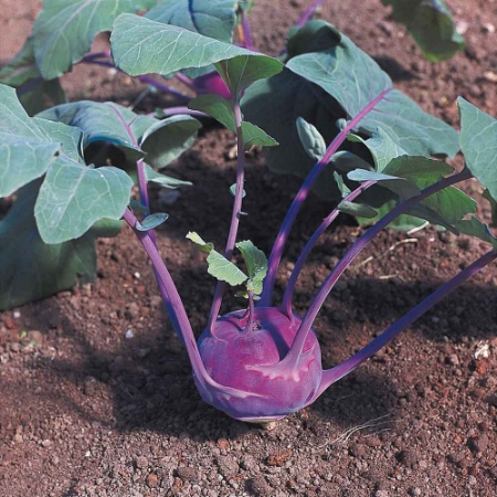 Picture for category Organic Kohl Rabi