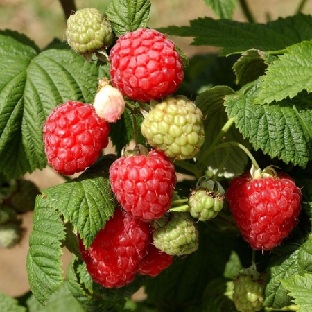 Picture for category Raspberry