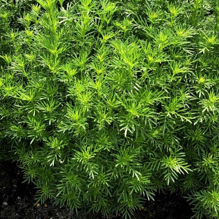 Picture for category Tagetes