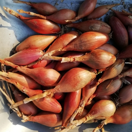 Picture for category Shallot