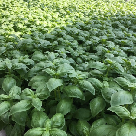 Picture for category Her A - B