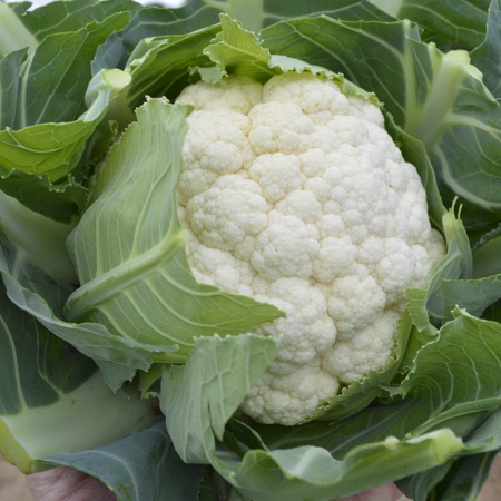 Picture for category Organic Cauliflower