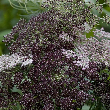 Picture for category Daucus