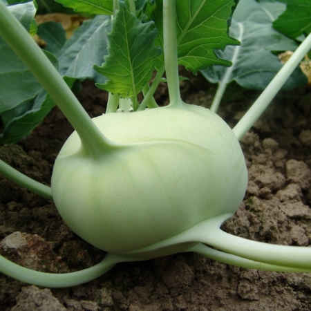 Picture for category Kohl Rabi