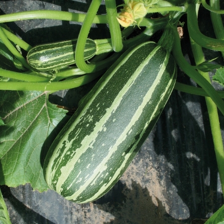 Picture for category Courgette And Marrow