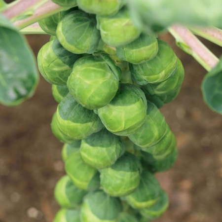 Picture for category Brussels