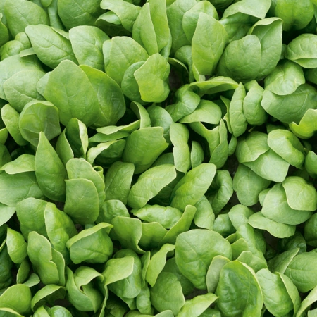 Picture for category Organic Spinach