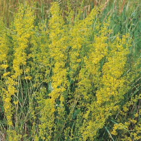 Picture for category Bedstraw