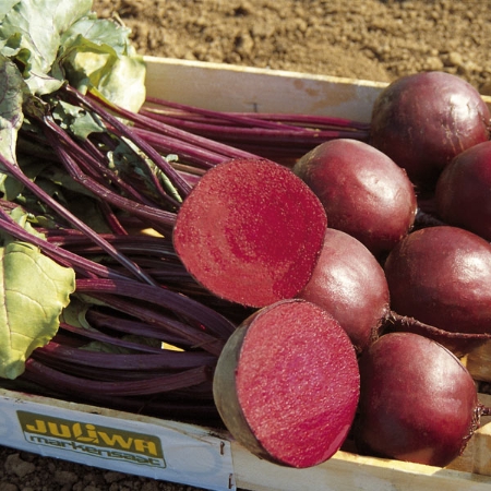 Picture for category Organic Beetroot