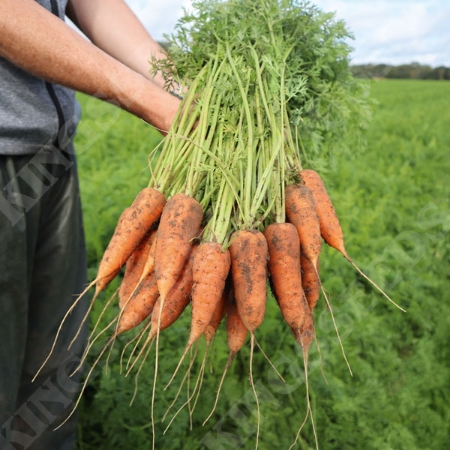 Picture for category Organic Carrot