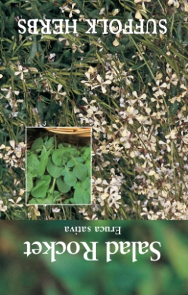 Picture of Salad Rocket