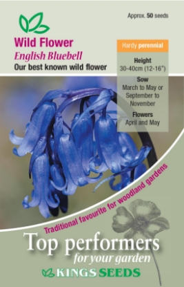 Picture of Wild Flower Bluebell