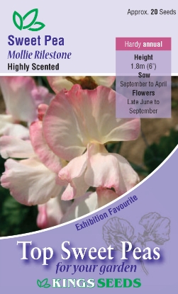 Picture of Sweet Pea Mollie Rilstone