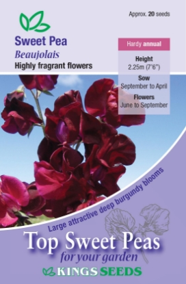 Picture of Sweet Pea Beaujolais