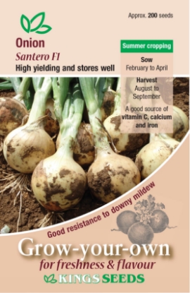 Picture of Onion Santero F1 